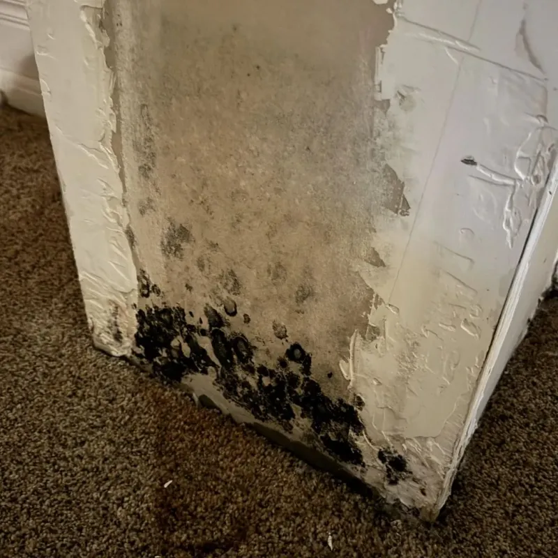Professional Mold Removal in Sarcoxie, MO